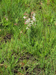 Zaluzianskya microsiphon