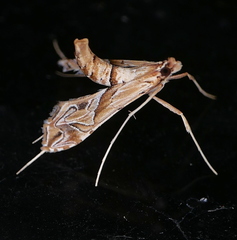 Lineodes fontella