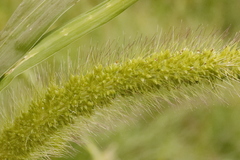 Setaria viridis viridis