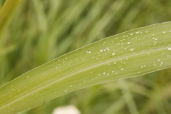 Setaria viridis viridis