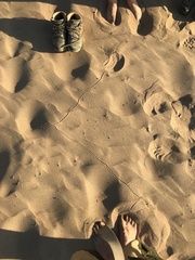 Myrmeleon formicarius