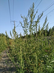 Chenopodium acuminatum virgatum