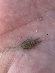 Myrmeleon formicarius