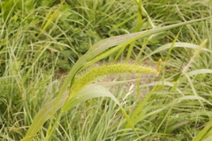 Setaria viridis viridis