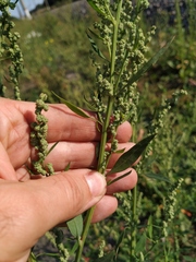Chenopodium acuminatum virgatum
