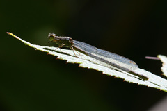 Erythromma viridulum