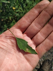 Chenopodium acuminatum virgatum