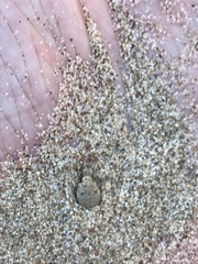 Myrmeleon formicarius