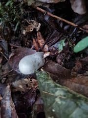 Psilocybe weraroa