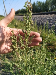 Chenopodium acuminatum virgatum