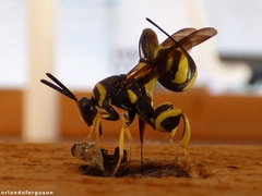Leucospis