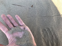 Myrmeleon formicarius