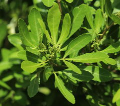 Allophylus natalensis