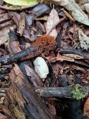 Psilocybe weraroa