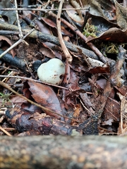 Psilocybe weraroa