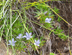 Craterocapsa tarsodes