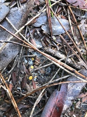 Phaeohelotium baileyanum