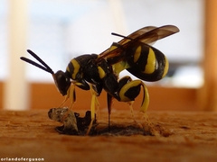Leucospis