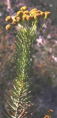 Euryops rehmannii
