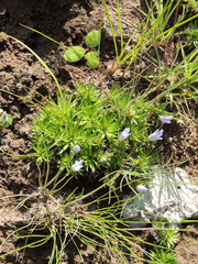 Craterocapsa tarsodes