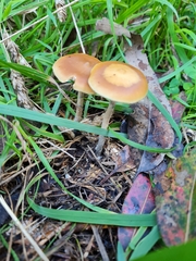 Psilocybe