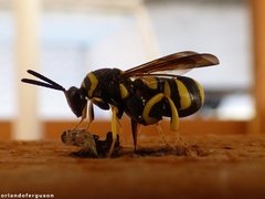 Leucospis