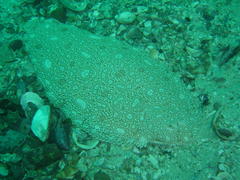 Synapturichthys kleinii