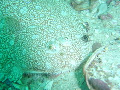 Synapturichthys kleinii