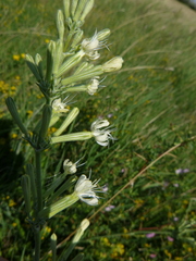 Silene multiflora