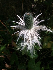 Eryngium alpinum