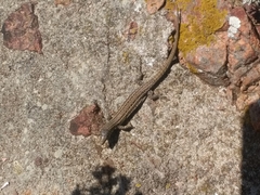 Podarcis carbonelli berlengensis