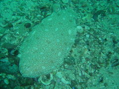 Synapturichthys kleinii