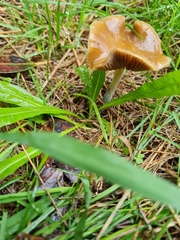 Psilocybe