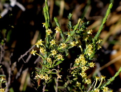Struthiola eckloniana