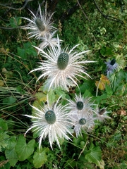 Eryngium alpinum