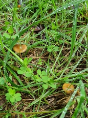 Psilocybe