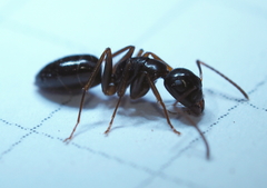 Camponotus fallax