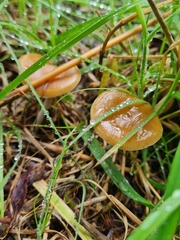 Psilocybe