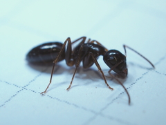 Camponotus fallax