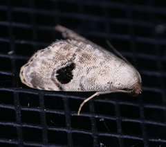 Abablemma duomaculata