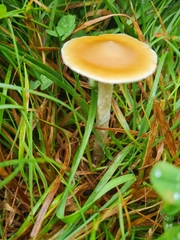Psilocybe
