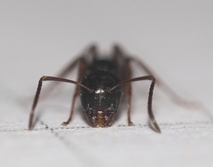 Camponotus fallax