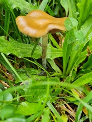 Psilocybe