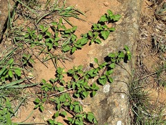 Acanthospermum