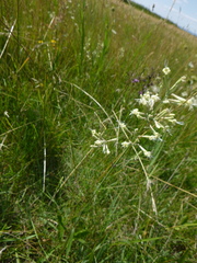 Silene multiflora