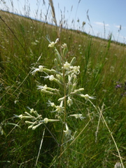 Silene multiflora