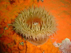 Pseudactinia flagellifera