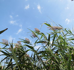 Phragmites australis altissimus