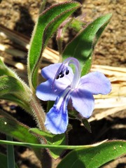 Rotheca hirsuta