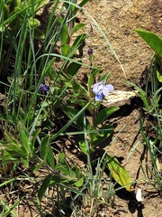 Rotheca hirsuta